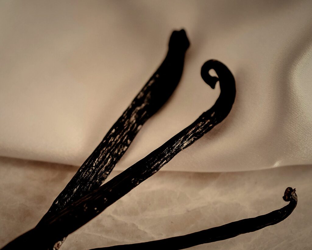 Close-up of dark, glossy cured vanilla beans