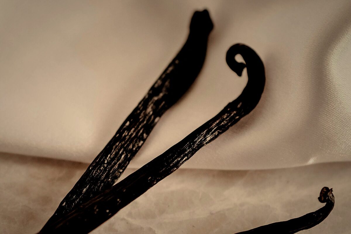 Close-up of dark, glossy cured vanilla beans