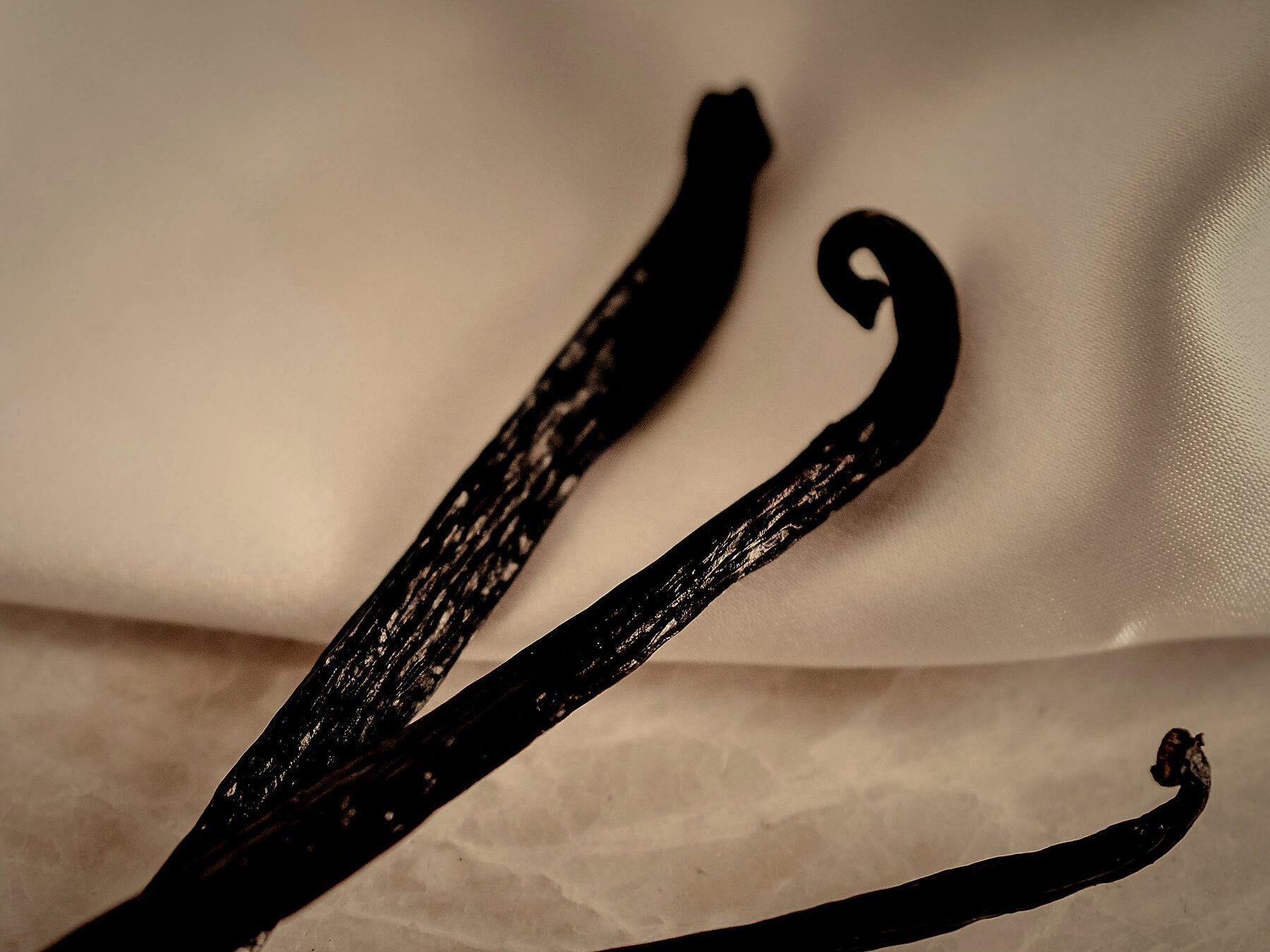 Close-up of dark, glossy cured vanilla beans