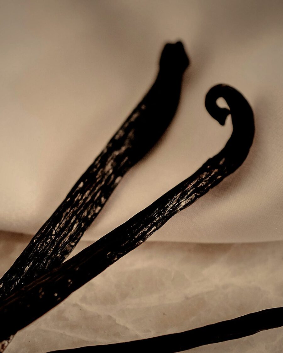 Close-up of dark, glossy cured vanilla beans