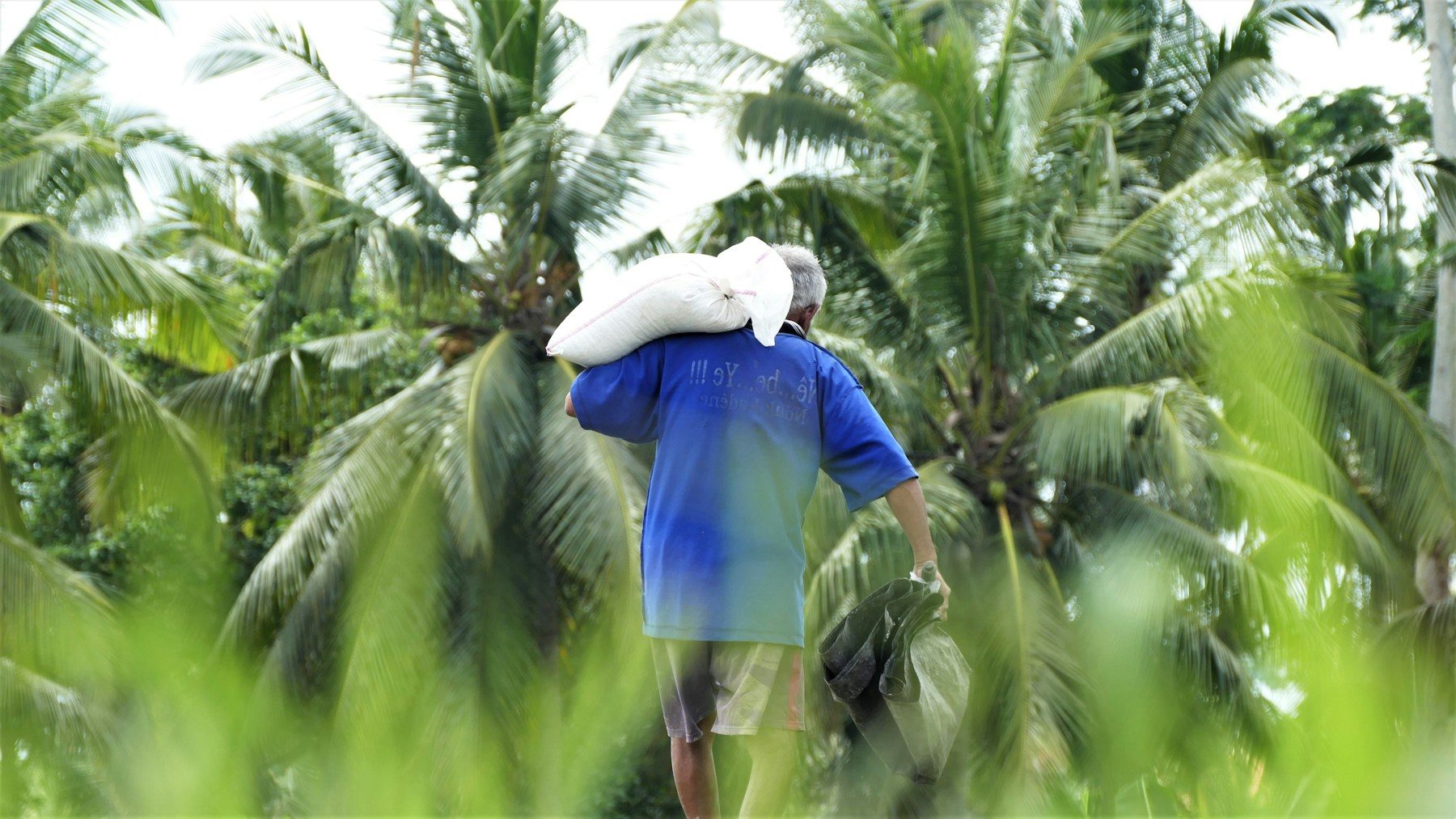 Farmer carrying a sack through a coconut plantation