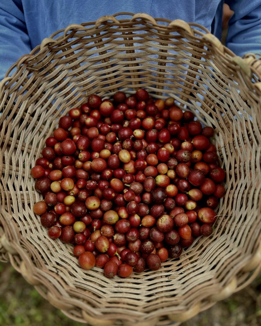 Farmer holding a woven basket of freshly picked red coffee cherries