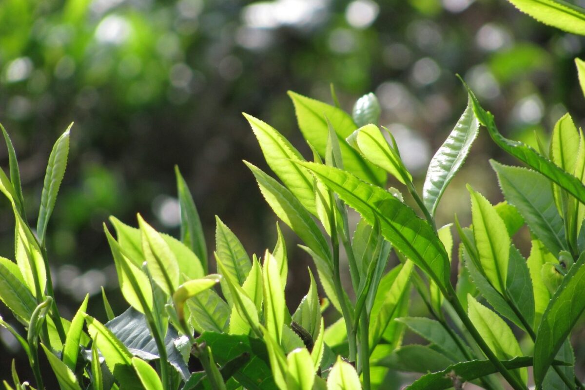 Fresh tea shoots in sunlight