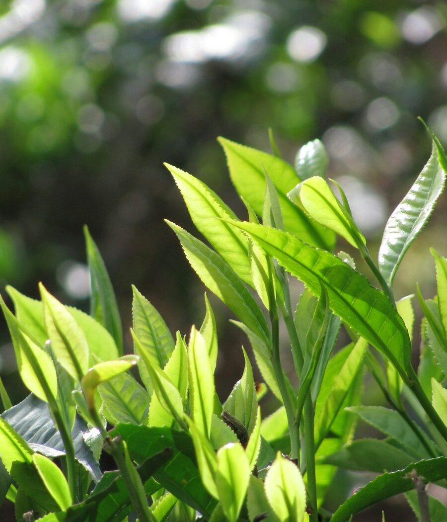 Fresh tea shoots in sunlight