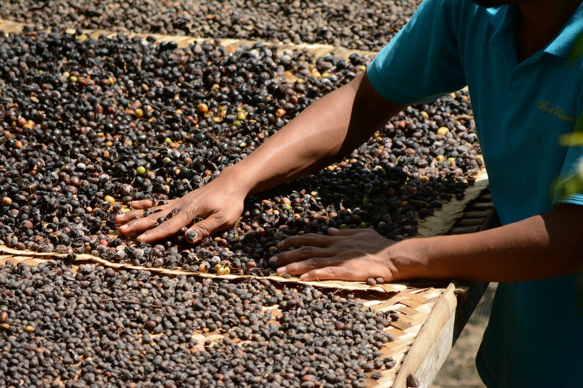 Hands sorting sun-dried beans on drying racks