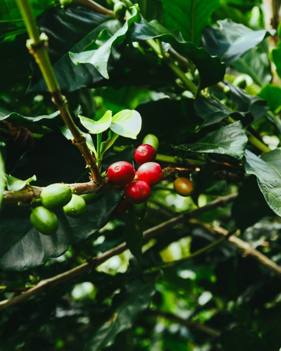 Red and green coffee cherries ripening on the branch