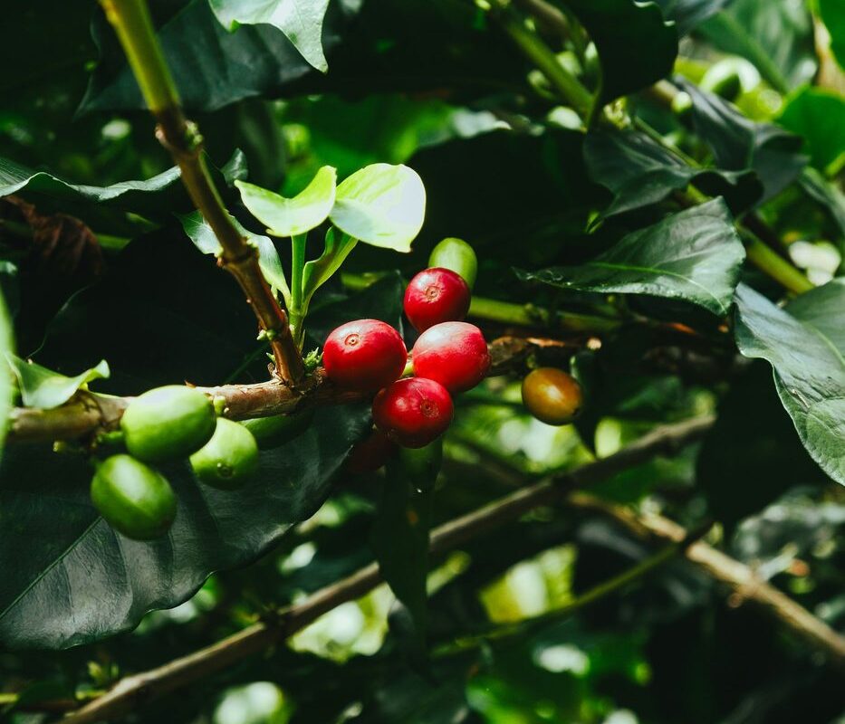 Red and green coffee cherries ripening on the branch
