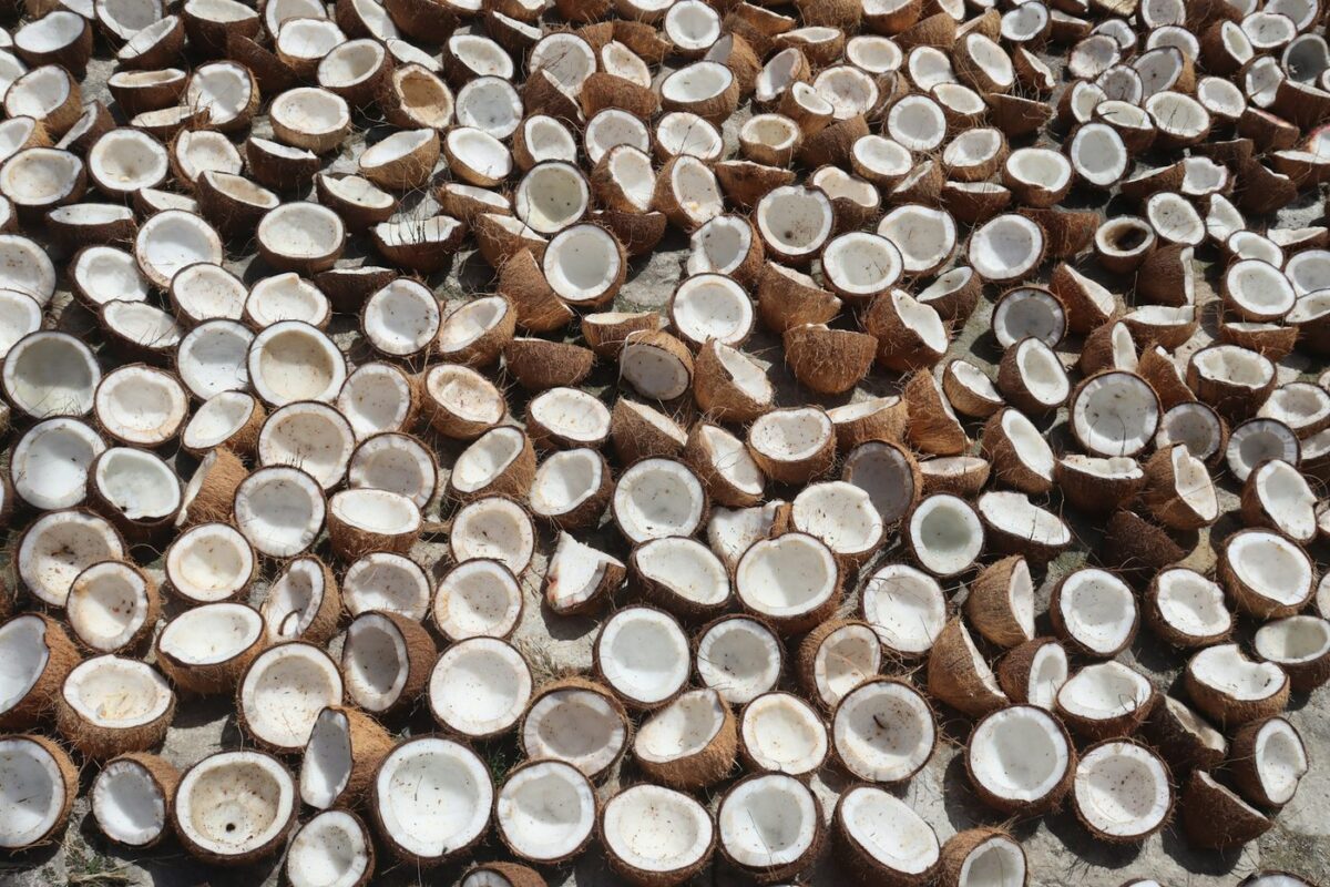 Split coconut halves drying in the sun